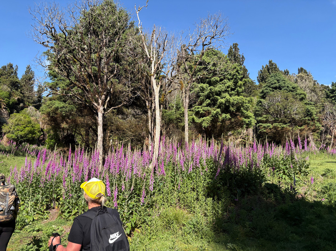 Real  Native  -  Walking Retreat-Te Awamutu必去景点