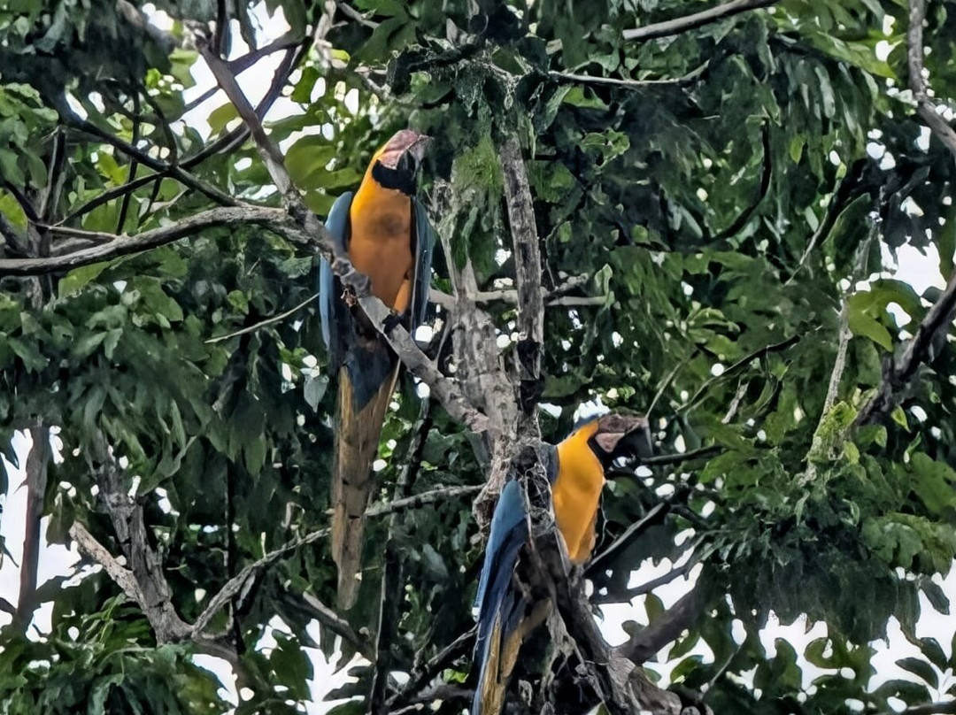 Parque Nacional del Yasuni - Fernando guia en la Amazonia-Coca必去景点