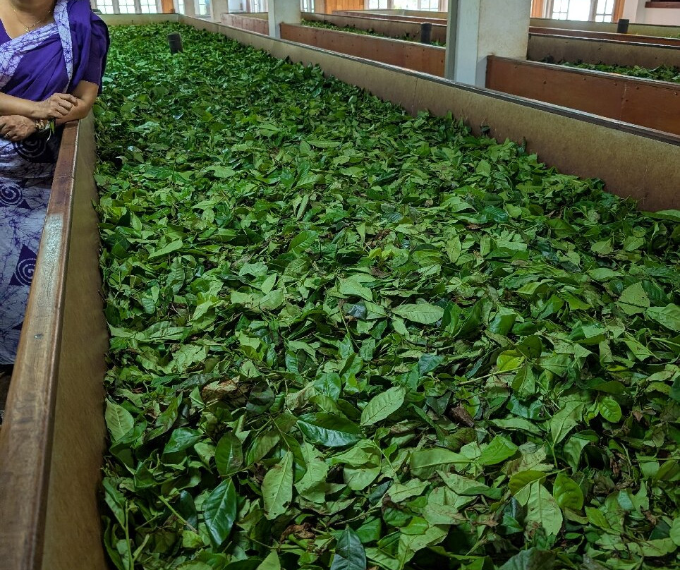 Sara Kandy Tours-康提必去景点