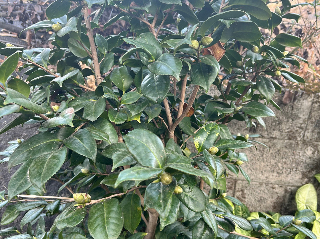 Tree of Life Birdsong Chalets主图