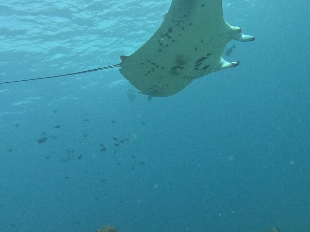 Euro-Divers Club Med Finolhu Villas-马累必去景点