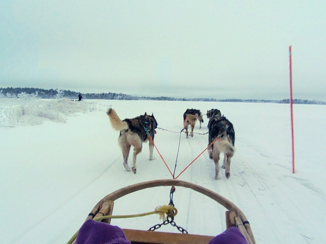 Tundra Huskies Huskyfarm-Levi必去景点