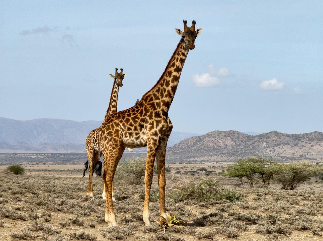 Taswira Africa Safaris-阿鲁沙必去景点