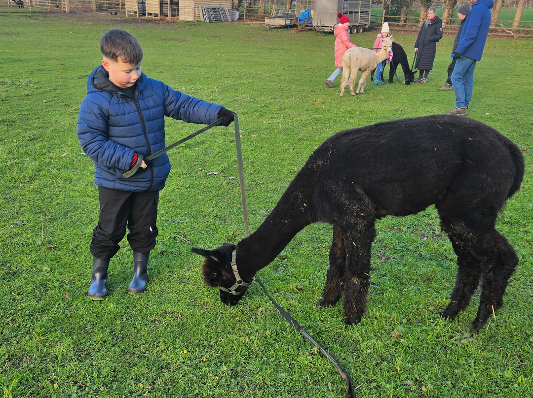 Woodlands Alpaca Farm-沃灵顿必去景点
