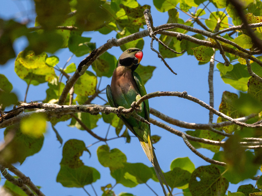 SVC野生动物保护区-暹粒必去景点