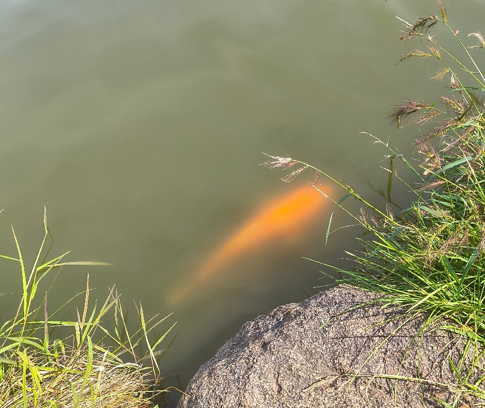 Jackson Park's Japanese Garden-芝加哥必去景点