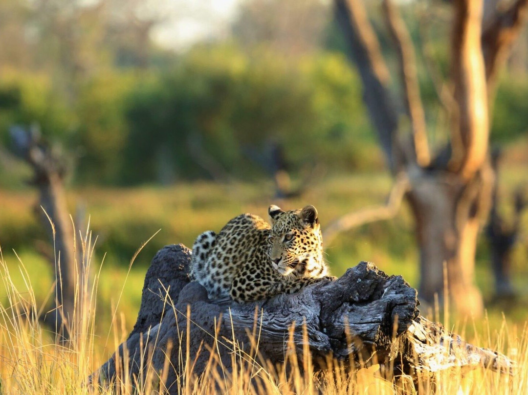 Historic Mobile Safari