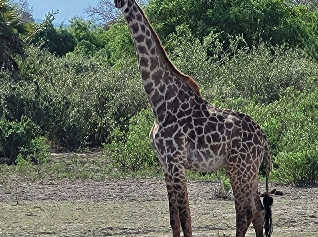 Kihindo  Tours and Safaris Limited-Dar es Salaam必去景点