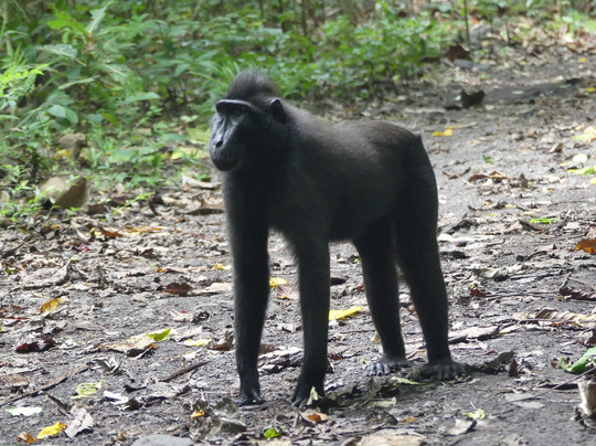 Tangkoko Wildlife Tour-比通必去景点
