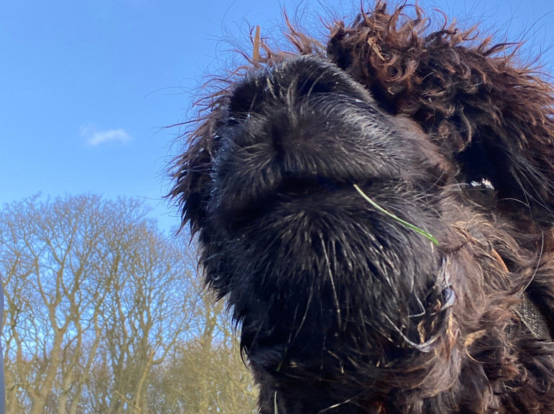 Barnacre Alpacas-Heddon-on-the-Wall必去景点