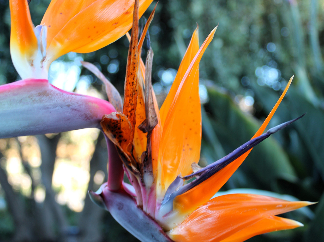 Chamisal Vineyards-圣路易斯-奥比斯波必去景点