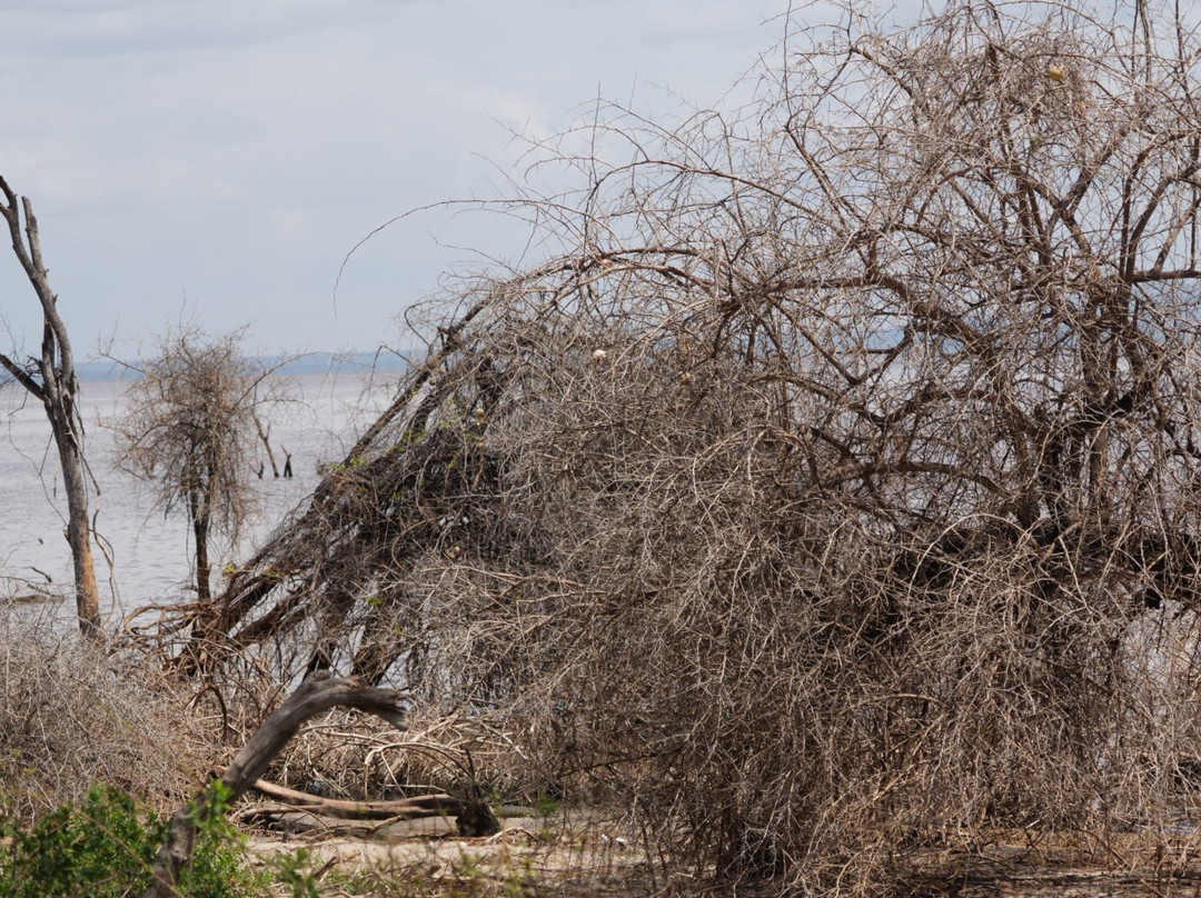 Lake Manyara-Lake Manyara National Park必去景点