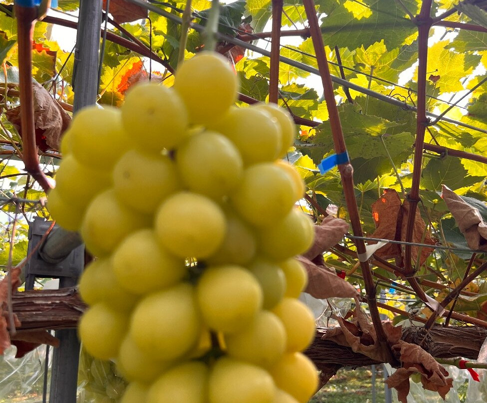 Awara Onsen Fruits Park Okayu-芦原市必去景点
