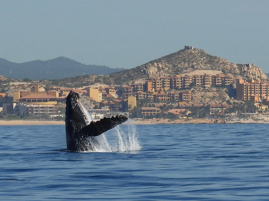 Cabo Sails-卡波圣卢卡斯必去景点