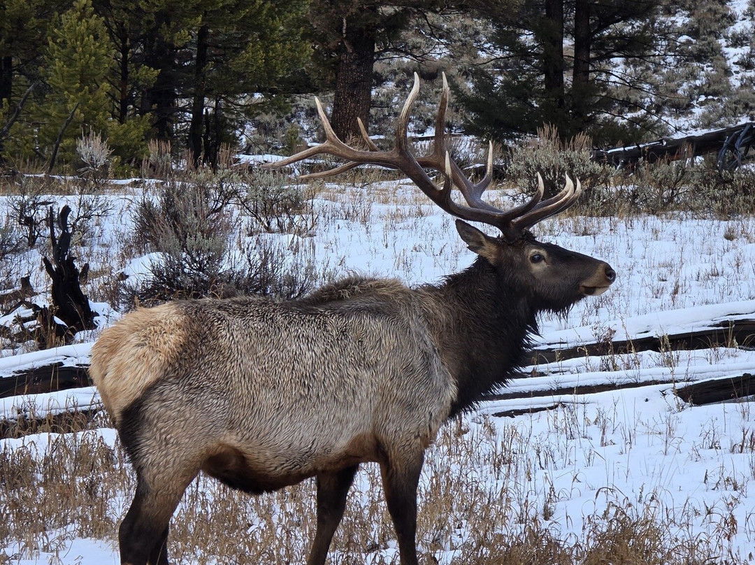 Yellowstone Wild-加德纳必去景点