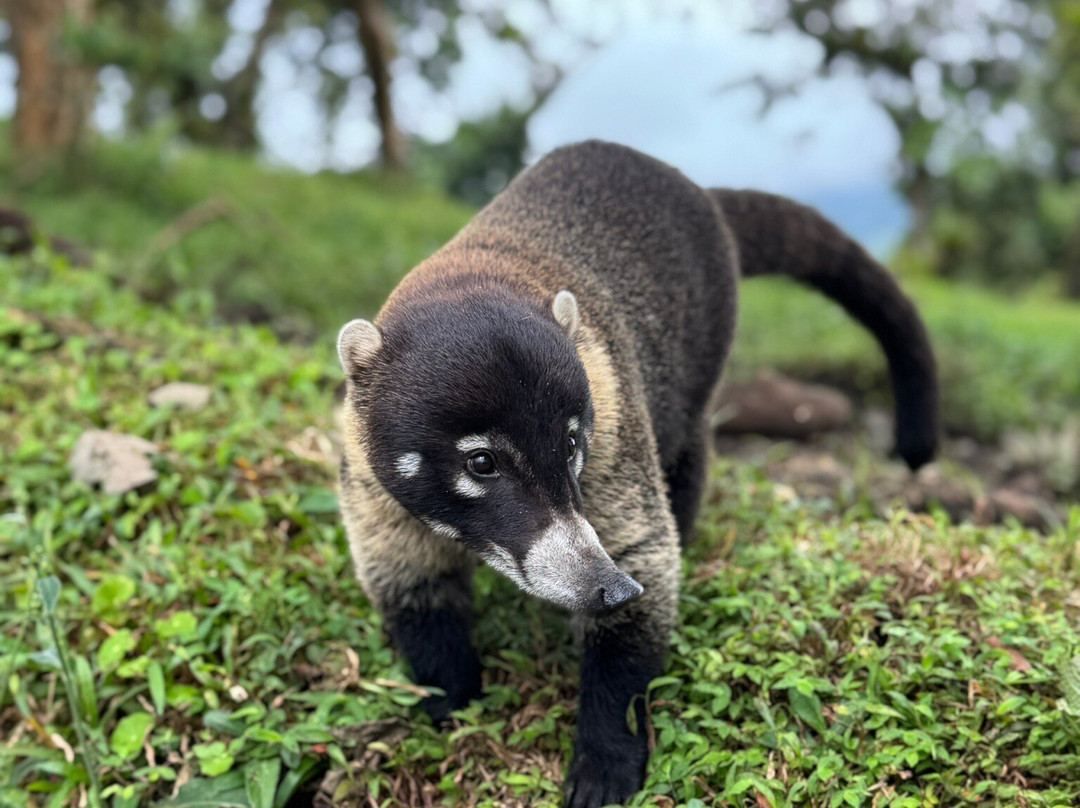 COSTA RICA TRAVELLING TOURS-圣何塞必去景点