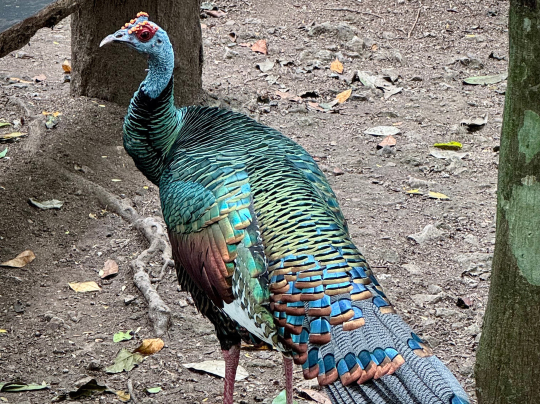 Kalido Travel-坎昆必去景点