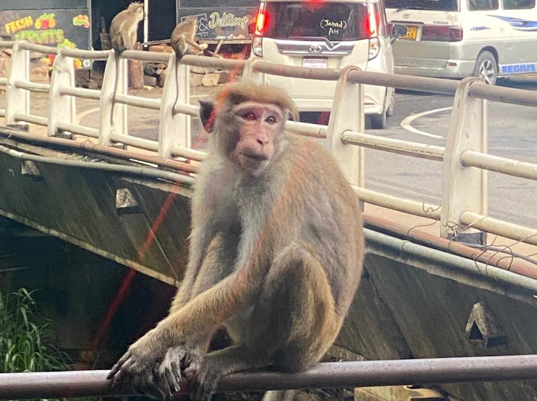 Tango Tours Sri Lanka-唐卡拉必去景点