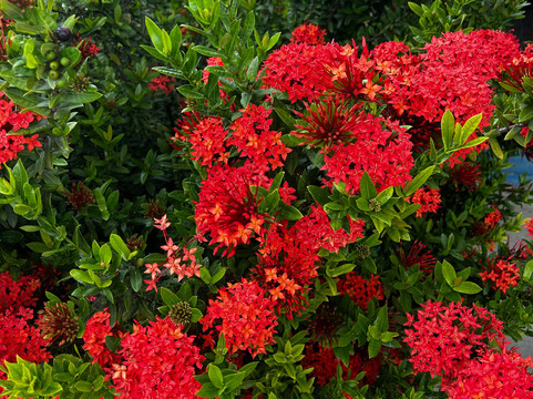 Aruba Blue Village主图