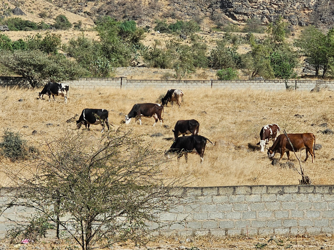 Beautiful Salalah Tours-塞拉莱必去景点