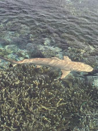 马尔代夫悦榕度假村主图