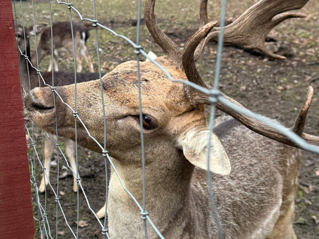 Szilvasvarad National Forest Rail-Szilvasvarad必去景点