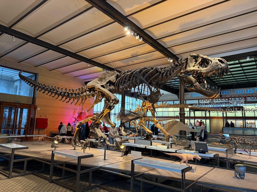 自然科学博物馆-布鲁塞尔必去景点