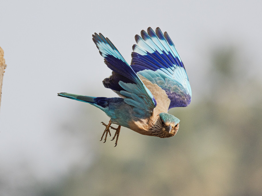 Avocet & Peregrine (Birding & Bird Photography)-巴拿吉必去景点