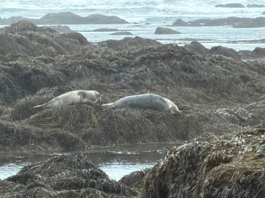 Troll.is-雷克雅未克必去景点