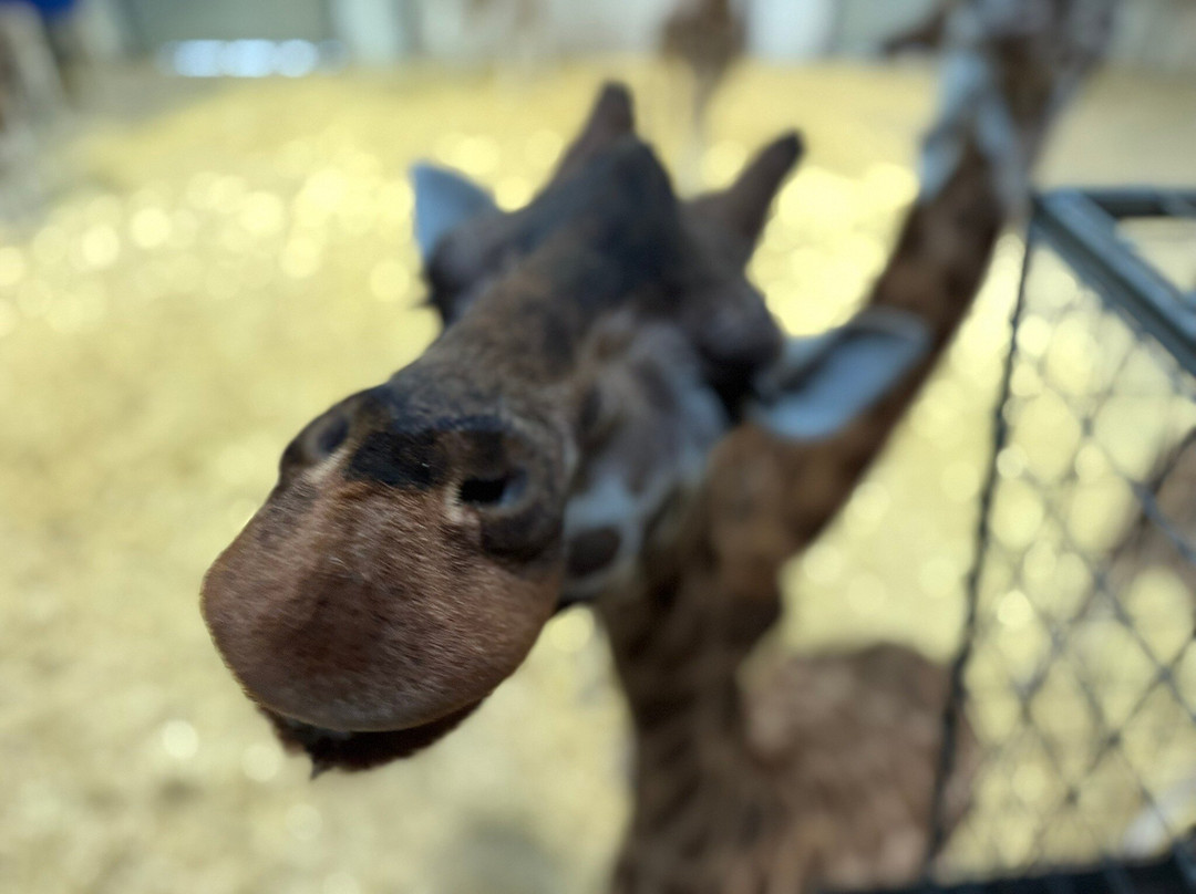 Woburn Safari Park-Woburn必去景点