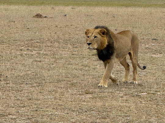Azmina Tours & Safaris - Sheriffo-马林地必去景点