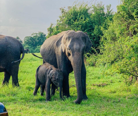 ASY Tours Sri Lanka-卡图纳耶克必去景点