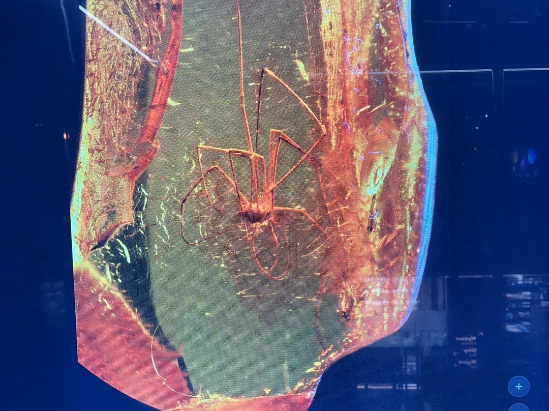 Museum of Amber - Museum of Gdansk-格但斯克必去景点