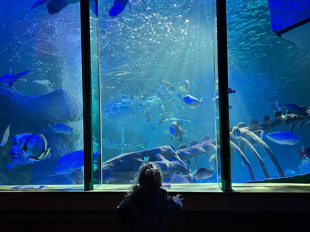SEA LIFE Hunstanton-Hunstanton必去景点