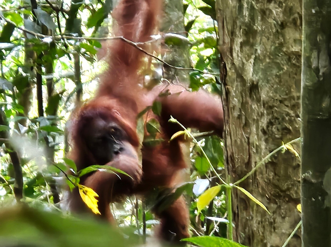 Explore Sumatra Orangutan-武吉拉旺必去景点