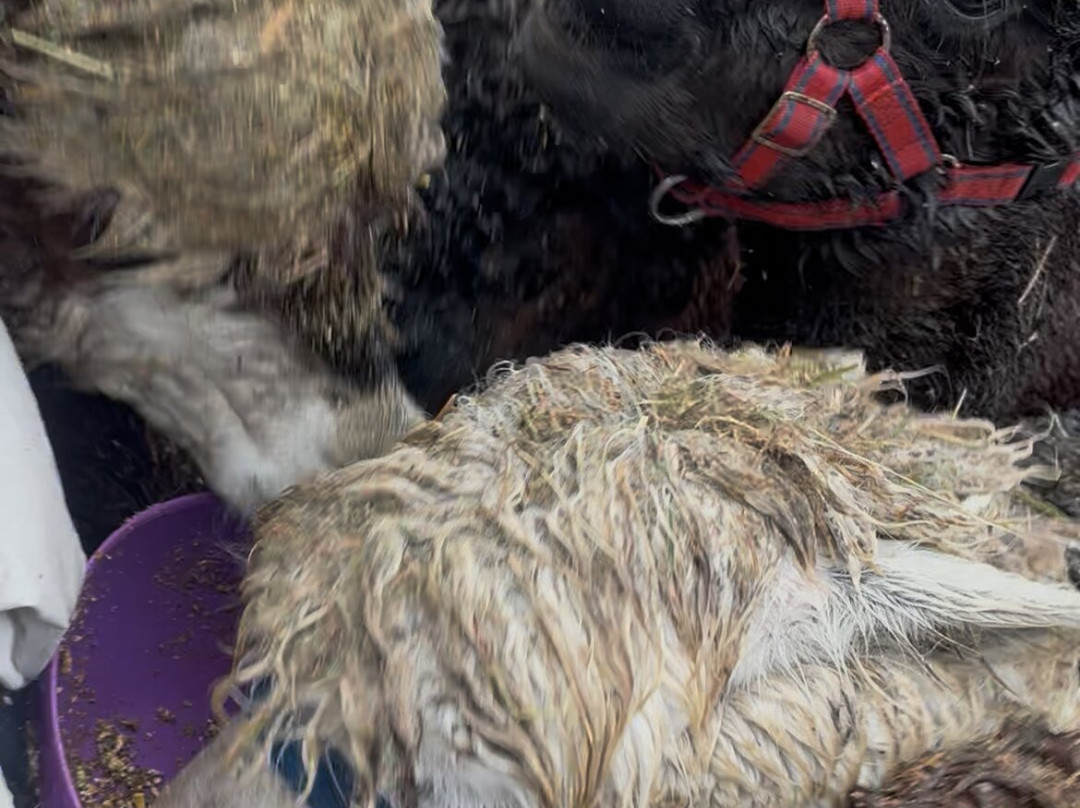 Nanny Sharon's Alpaca Farm C.I.C-Prenton必去景点