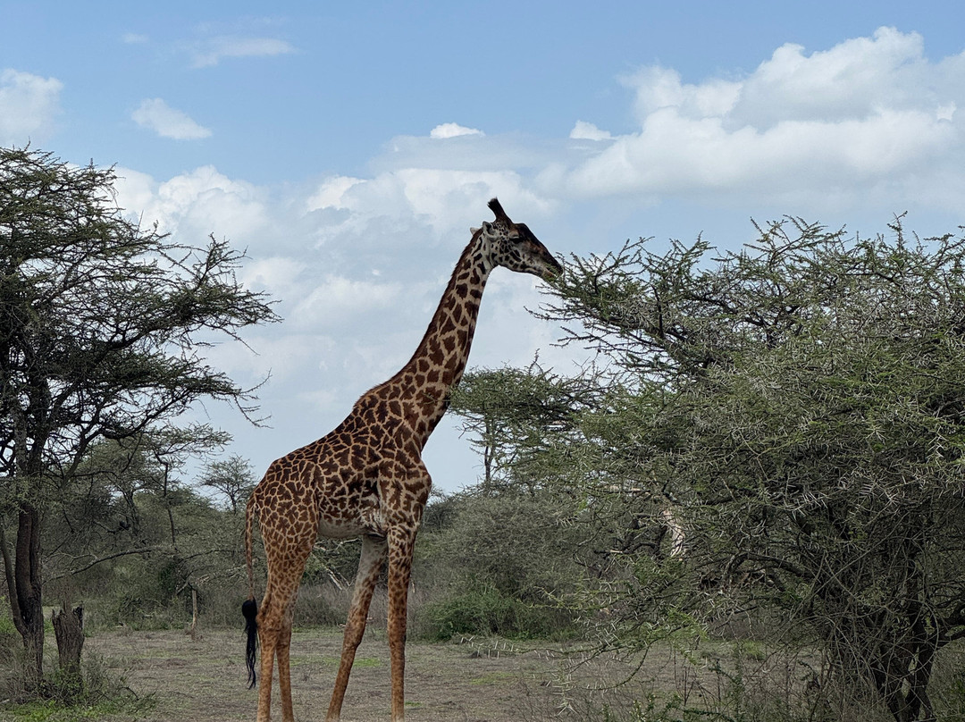 Tanzania Specialist-阿鲁沙必去景点