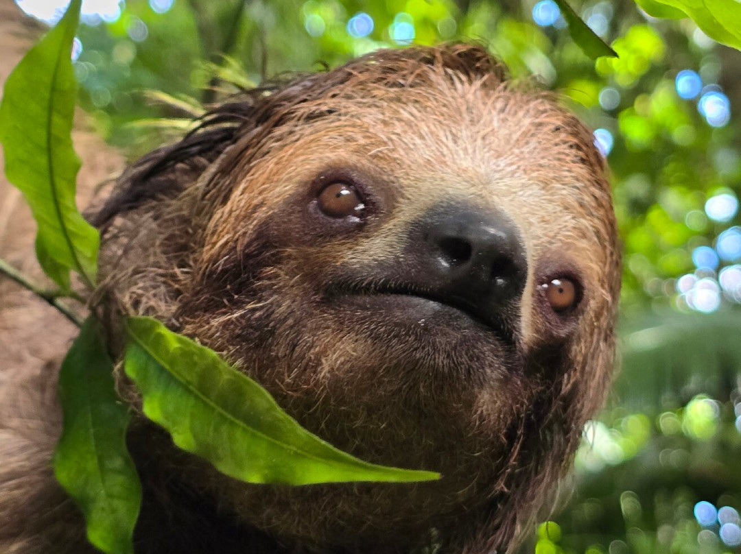 Sloths Paradise Rainforest-Bijagua de Upala必去景点