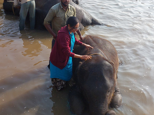 Sakrebailu Elephant Camp-Shimoga必去景点