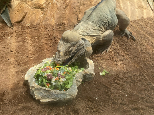 Ballarat Wildlife Park-巴拉瑞特必去景点