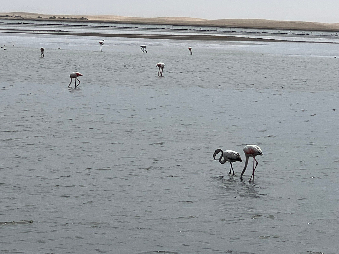 Flamingo lagoon-华维斯湾必去景点