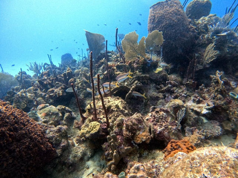 Ultra Marine Divers-蓬塔卡纳必去景点