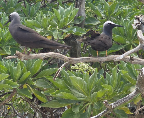 格列夫人岛-马斯格雷夫夫人岛必去景点
