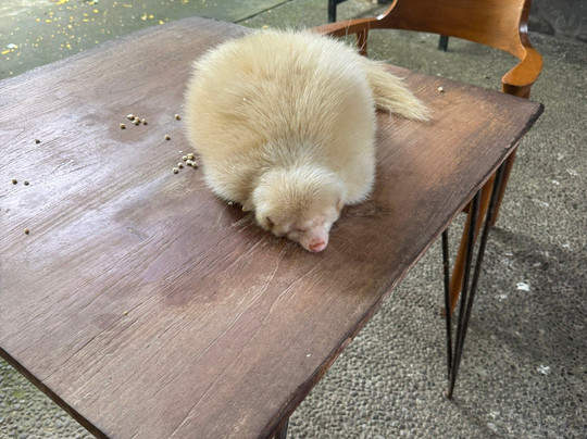 Hidden Mini Zoo Bali-Guwang必去景点