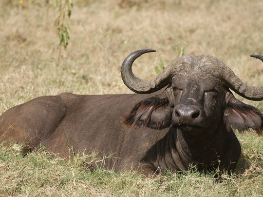 Morningstar Tours and Travel-Syokimau必去景点