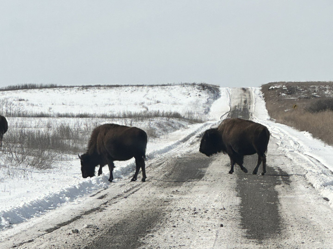 Tallgrass Prairie Preserve-Pawhuska必去景点