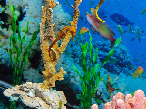 Acuario Michin Guadalajara-瓜达拉哈拉必去景点