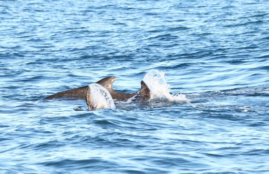 Da Whale Boat: Big Island Humpback Adventures-卡威哈也必去景点