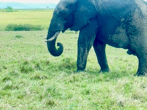 Shoor Safaris Kenya-内罗毕必去景点