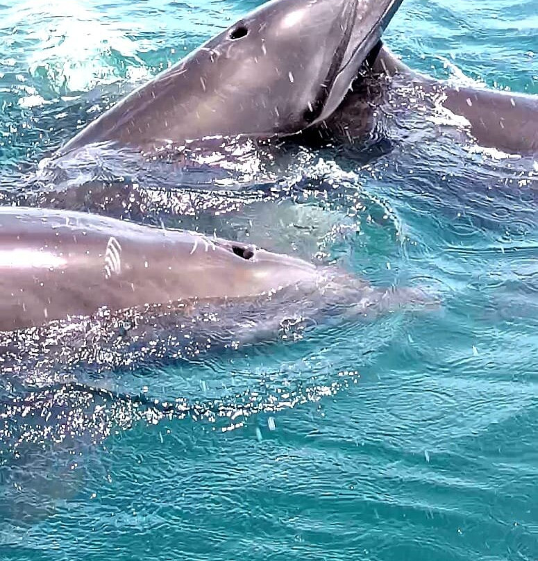 Osa Viva Tours-Puerto Jimenes必去景点